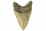 Fossil Megalodon Tooth - North Carolina #258004-1